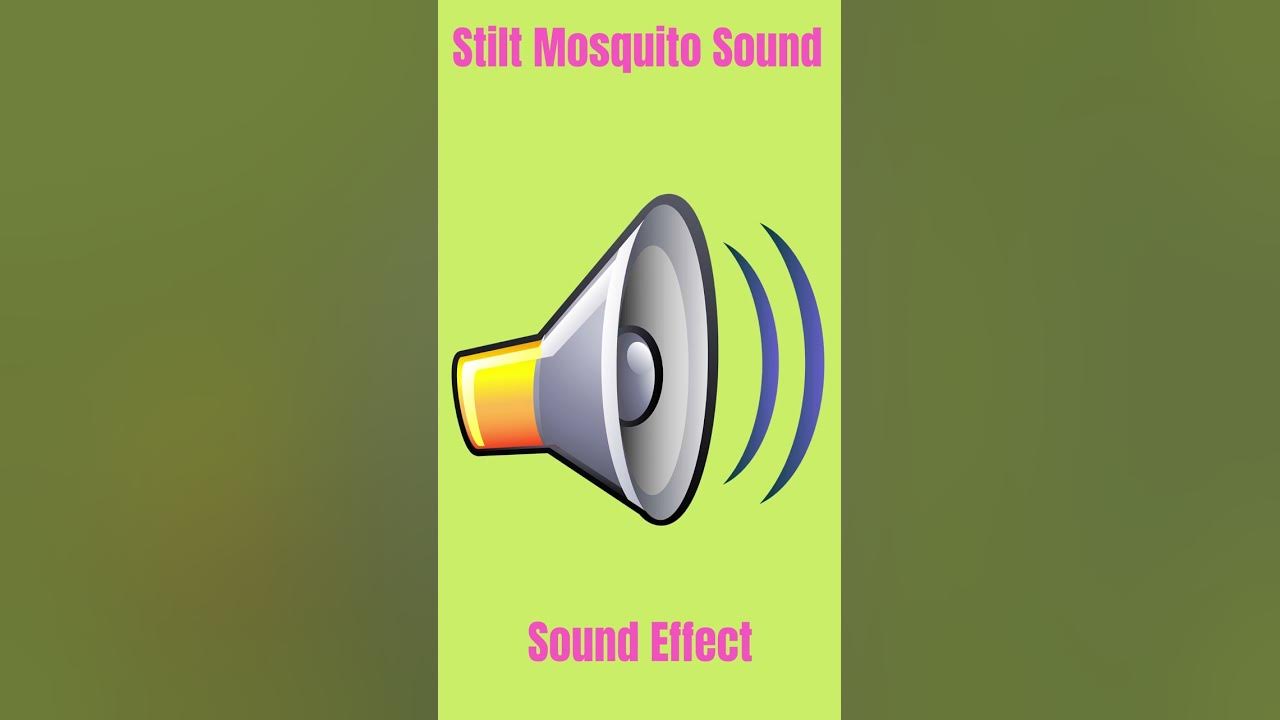 Stilt Mosquito Sound - Sound Effect Stilt Mosquito Sound - Sound Effect