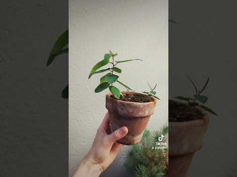 Video: Lemon Eucalyptus Info: Tips on Lemon Eucalyptus Plant Care