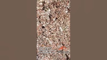 💎 Turning e-waste into opportunity