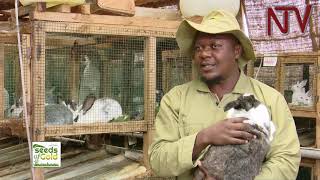 SEEDS OF GOLD: So you want to start a rabbit farm? Here is a guide