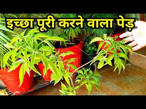 Wish Fulfilling Plant - Kalpavriksh Care and Propagation || How to Grow and Care Kalpavriksh