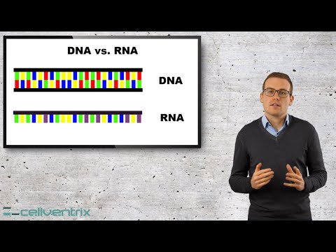 فيديو: Wo ist die mRNA؟