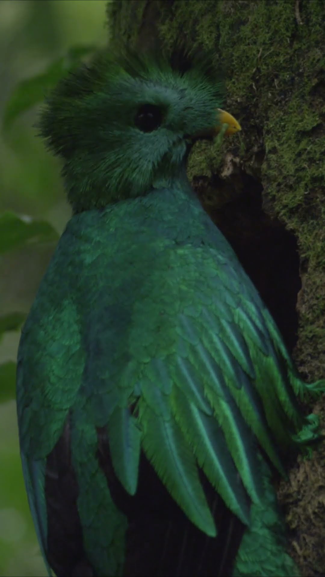 Meet Guatemala's national bird, the Resplendent Queztal ? #Shorts #Animals #Nature