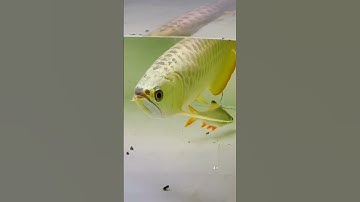 Arowana 24k 9999 ,cá rồng kim long quá bối  #short
