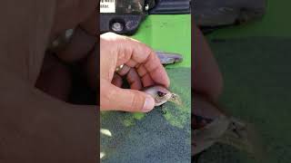 How I rig the Z-Man Diezel Minnows and a quick review on the Booyah Flex 2 squarebill by Kay Plains Drifter 69 views 3 years ago 1 minute, 7 seconds