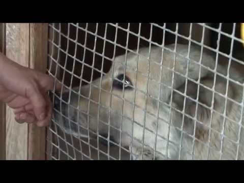 Video: Divu Degunu Suns Meklē Mūžīgi Mājās