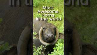 Amazing Curved Buffalo Horns buffalo nature animals
