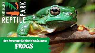 LIVE WITH FROGS | AUSTRALIAN REPTILE PARK