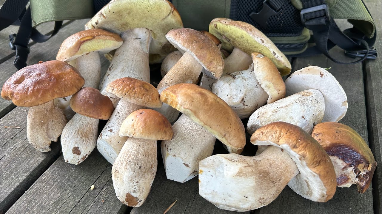 Porcini 2023Bellissima raccolta di porcini freschi freschi!😊 YouTube