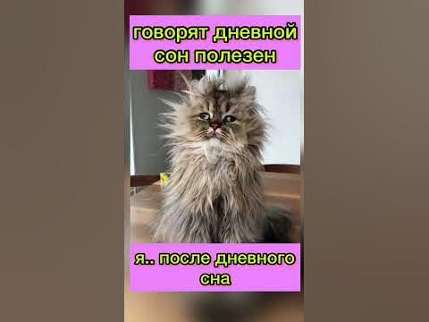 Дневной сон полезен - YouTube