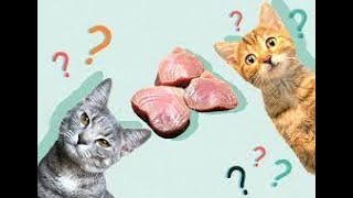Can Cats Eat Tuna  Australia's Favorite