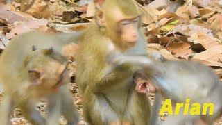 Oh My God !! Two in one monkey Arian alm0st de@d.... ! | Walkie Talkie