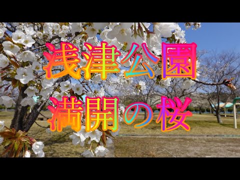 ４月４日晴れの東郷湖湖畔の浅津公園の満開の桜