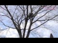 「桜を見上げよう。」sakura project　西畠清順　北海道〜東北篇