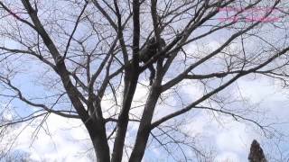 「桜を見上げよう。」sakura project　西畠清順　北海道〜東北篇