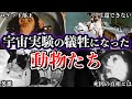 【ゆっくり解説】世界が震えた...宇宙開発実験の犠牲になった動物たち