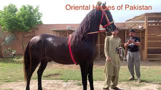 “Qalandar”  A true black beauty