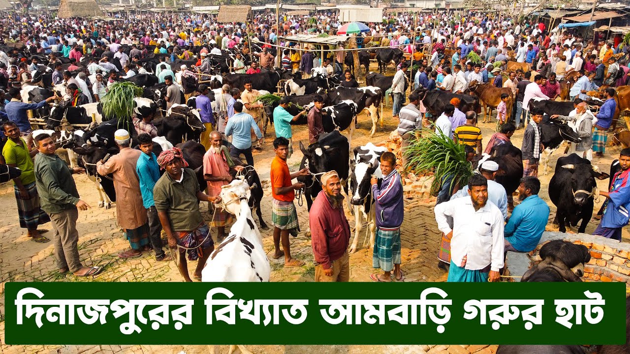 দিনাজপুরের বিখ্যাত আমবাড়ি গরুর হাট থেকে উন্নত জাতের গাভী, দেশিও শুকনো গরু এবং ষাঁড় গরু দাম জানুন