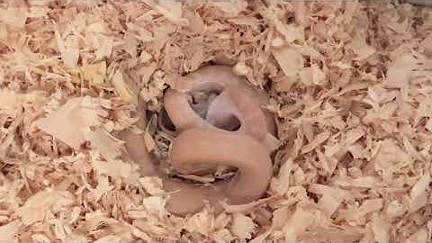 Albino Darwin Python (Morelia Spilota Variegata) live feeding.