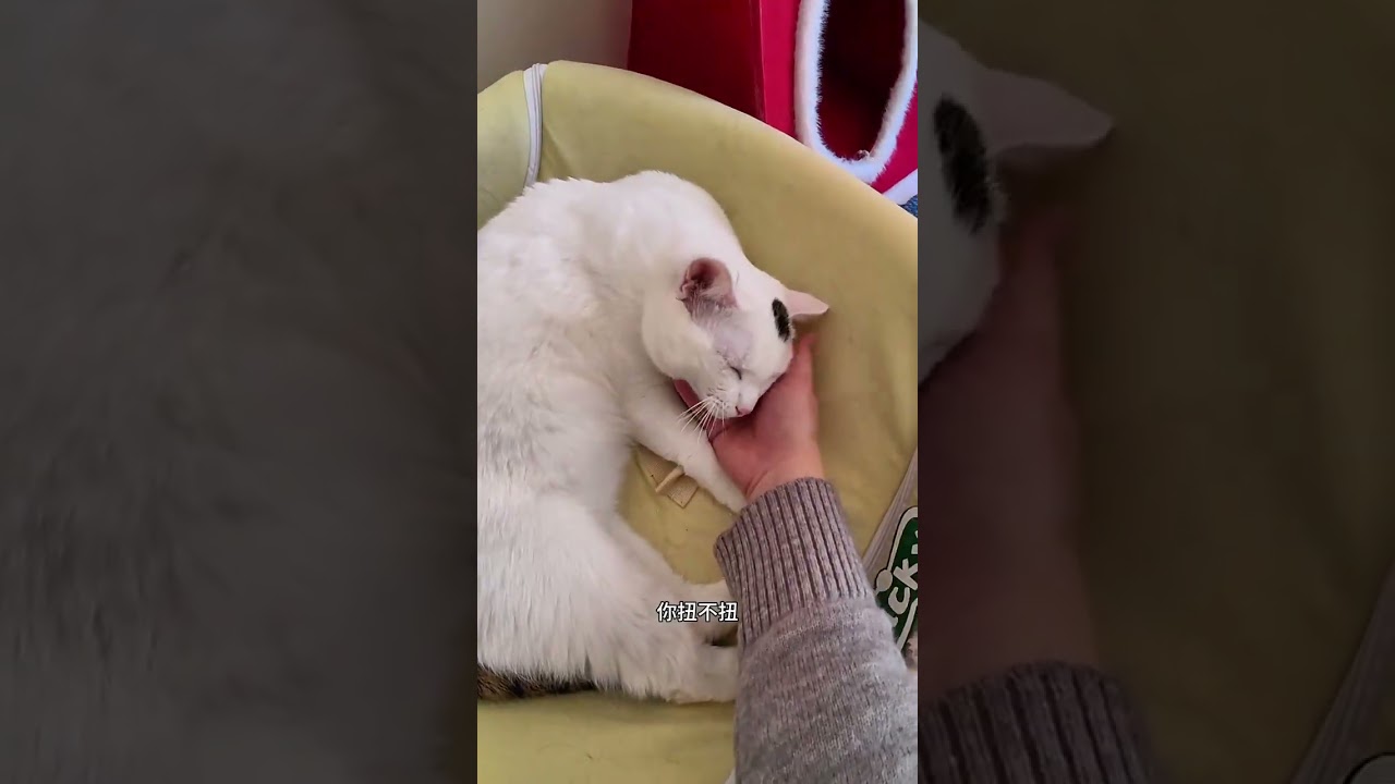 vlog.122 Daily Life of One Person with Seven Cats Today I worked part-time as a cat owner