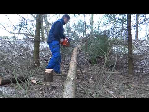 Video: Prerezávanie stromu Redbud – zistite, kedy a ako orezávať stromy Redbud