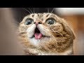 Top 200 Highlights of Animals on Vine  2018 ► Crazy Cats TV