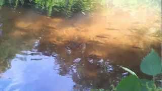 trout rising to fly on Kiltha river 27th July 2012 Castlemartyr County Cork Ireland