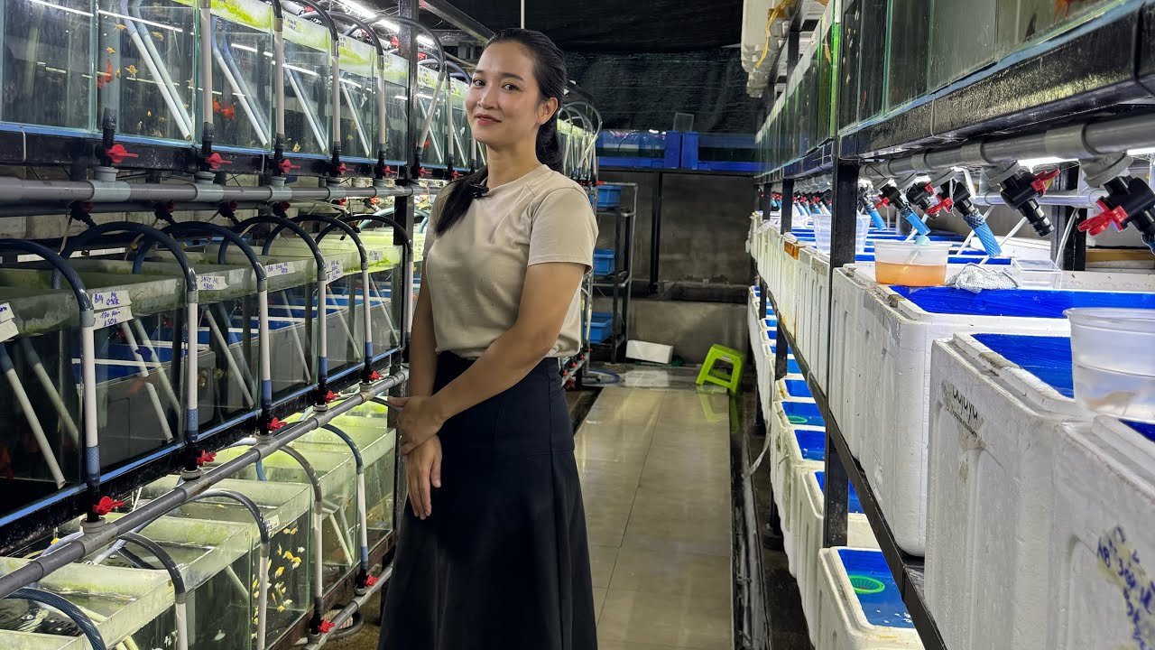 THANH LÝ các dòng cá Molly - Guppy - Huyết Kiếm cho người mới part 4