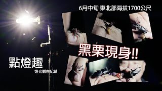 [點燈趣] 燈光觀察紀錄 六月中旬的東北部中海拔 黑栗現身 !!! 而且居然來了'它'!!! 點燈乾貨 想嘗試點燈必看的紀錄 !!!