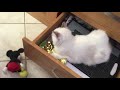 Cat in a drawer