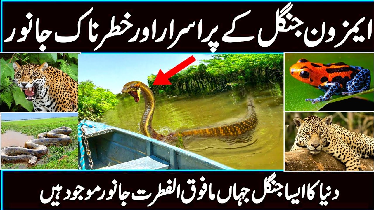 Strange Facts About Amazon Rainforest Wonders Of Amazon Jungle Urdu / Hindi AL Qubra Tv