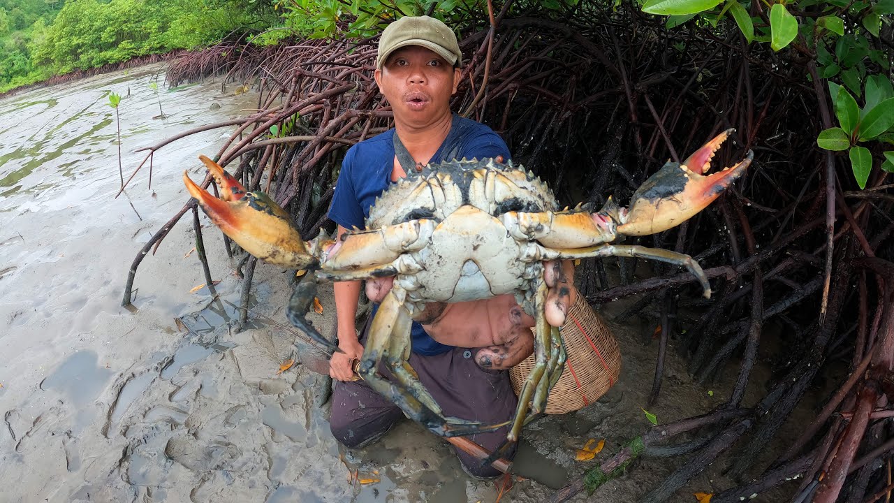 Lucky I Caught Many Huge Mud Crabs At The Sea After Water Low Tide lucky-i-caught-many-huge-mud-crabs-at-the-sea-after-water-low-tide