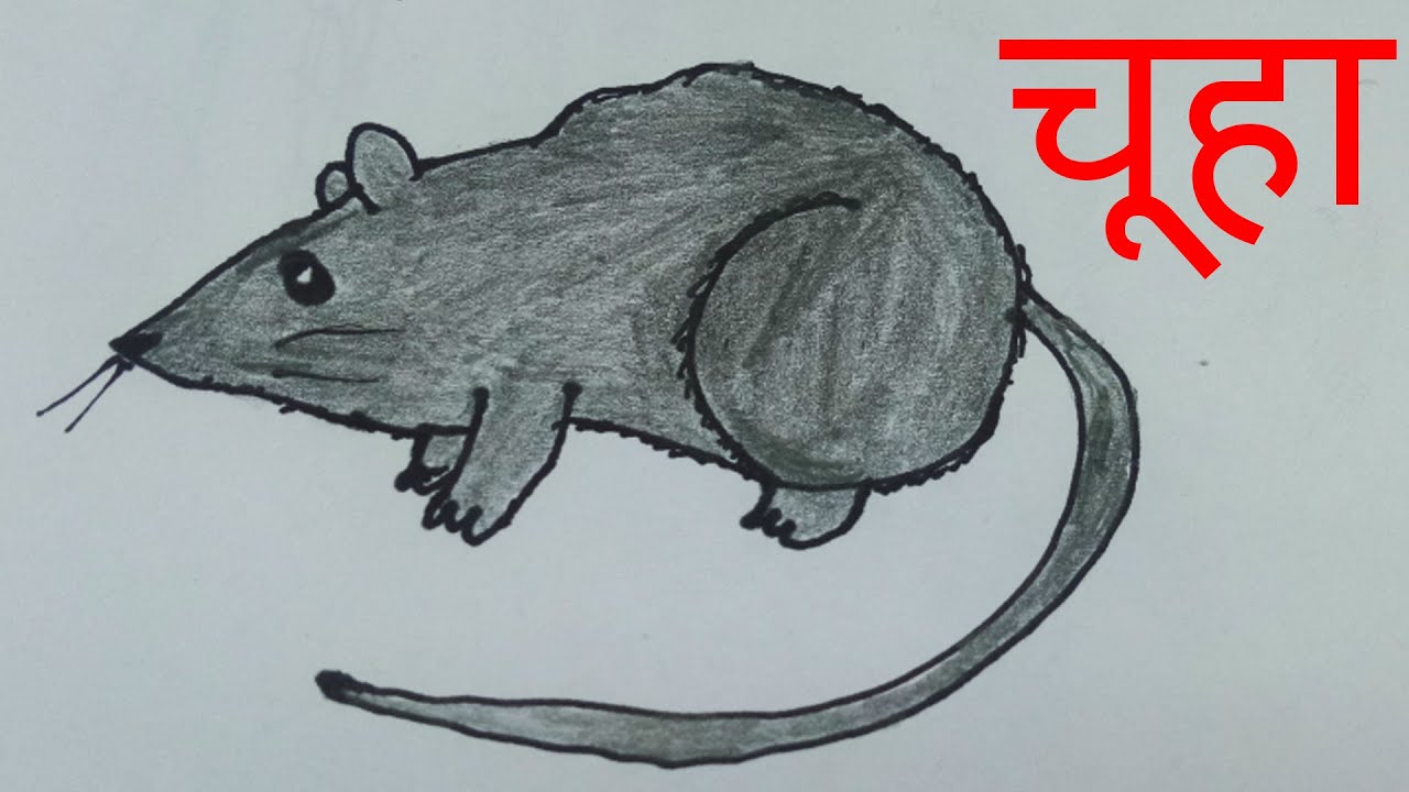 How to Drawing Cute Rat Easy | Cute Mouse Drawing for Kids | Rat Drawing  for Kids | Animals Drawing - YouTube