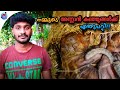 What happened to our squirrel babies 😱| നമ്മുടെ അണ്ണാൻ കുഞ്ഞുങ്ങൾക്ക് എന്തുപറ്റി???