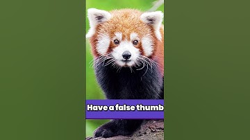 Did you know red pandas…. 🐼🤔