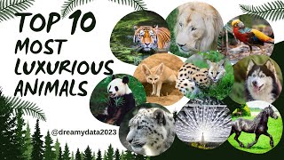 Dreamy Data: Top 10 Most Luxurious Animals by Dreamy Data 263 views 5 months ago 23 minutes