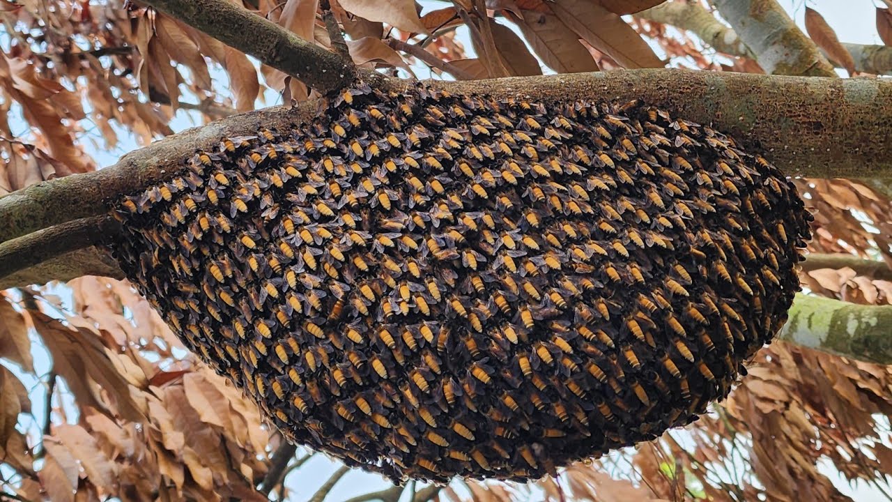 মৌমাছি কখন মৌচাক থেকে মধু খেয়ে ফেলে?