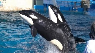 完全版 シャチの動画集 連続ジャンプ 上陸シーン 名古屋港水族館 Youtube