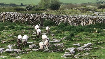 Ireland: Sheepdog Herding Demonstration at Caherconnell Fort