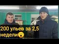 200 ульев в Николаев, приехал заказчик, разговоры о пасеке😊