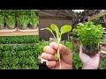 Stop growing microgreens in plastic use glass containers