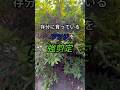 ツツジの枝をズバッと落とす強剪定#庭師のVlog #一級造園技能士