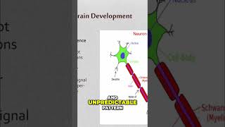 Trauma Rewires Your Brain: What REALLY Happens? #shorts