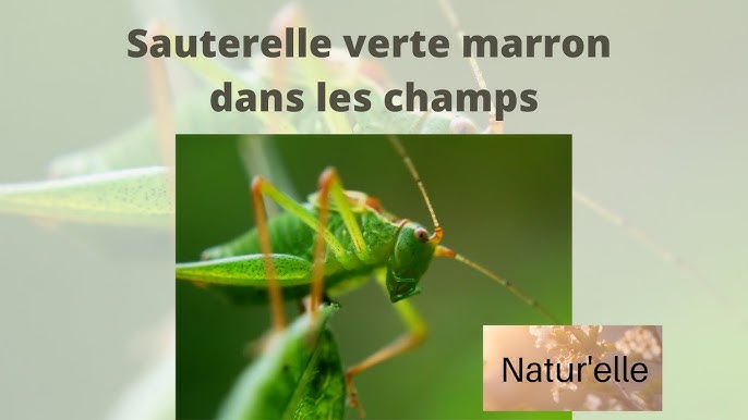 Signification Sauterelle Verte Dans Une Maison www.ventanasierra.org