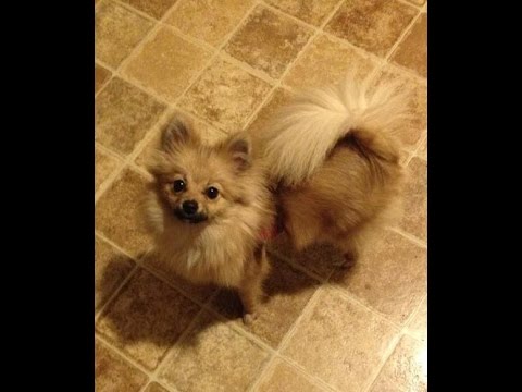 pomeranian tricks pomeranian puppy does tricks pomeranian tricks pomeranian puppy does tricks