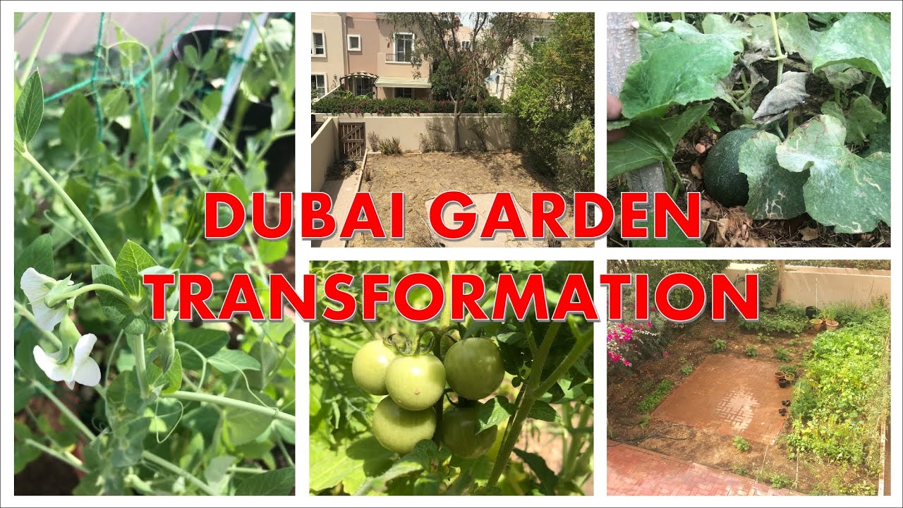 Dubai Desert Garden Transformation/Gardening in the Desert/Backyard Garden