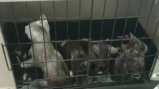 Isidors last vaccination by Isidor the Egyptian Mau Cat 5 views 4 years ago 17 seconds