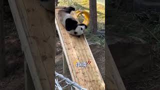 灵岩：奶爸，面子给足了，快去拿笋吧～ #大熊猫灵岩 #不止我一个想rua大熊猫 #一方水土养一方熊猫 #来这吸熊猫 #栾川竹海野生动物园