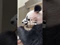 Panda Just Attacked You With Cuddles | iPanda #shorts