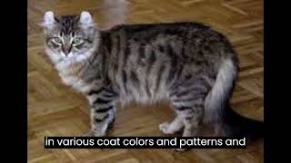 American Curl by AFFINITYX#allaboutanimals# 21 views 6 months ago 43 seconds